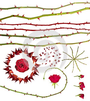 Rose thorns collection photo