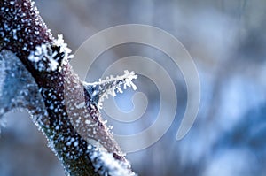 Rose thorns frozen with ice closeup in winter