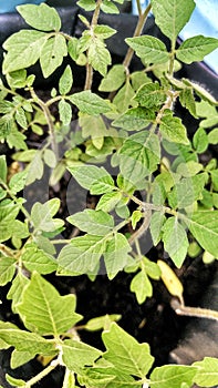 Rose tomato tree seeds, green leaves and jagged on the sides