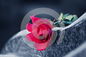 Rose on the tombstone