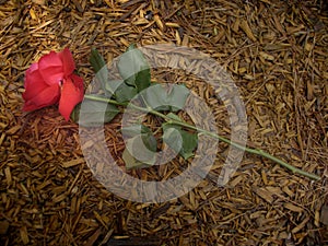 A Rose Trampled on the Ground