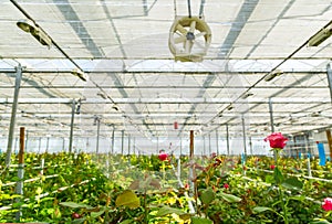 Rose tree grow in modern greenhouse under artificial growlight