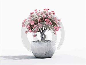 rose tree with pink blossoms in gray cement flowerpot.