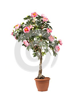 Rose tree in a pot