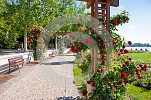 Rose trellis and garden at beach of lake Balaton, in Balatonfured, Hungary photo