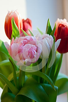 Rose tulip close-up