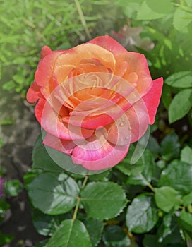 Rose with two colors in a single flower. Two tone blooming Aquarell photo