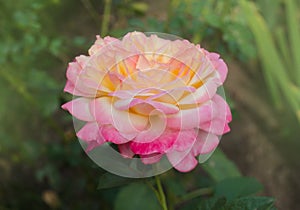 Rose with two colors in a single flower. Two tone blooming Rose Mascotte photo