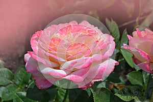 Rose with two colors in a single flower. Two tone blooming Aquarell