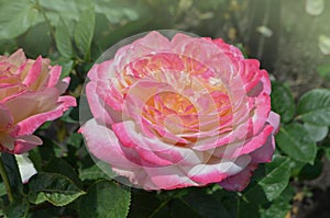 Rose with two colors in a single flower. Two tone blooming Aquarell