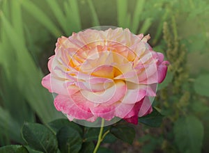 Rose with two colors in a single flower. Two tone blooming Rose Peace