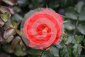 Rose type Gebruder Grimm in close-up in the public rosarium of Boskoop in the Netherland