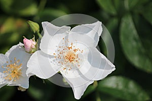 Rose type named Jean Robbie in clouse-Up isolated from a rosarium in Boskoop the Netherlands.