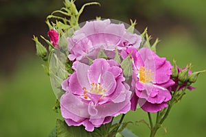 Rose type named Rhapsody in Blue in a rosarium in Boskoop the Netherlands.