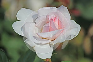 Rose type named Romanze in close-Up from a rosarium in Boskoop the Netherlands.