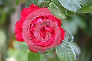 Rose type named Spinakker Amorina in close-Up from a rosarium in Boskoop the Netherlands.