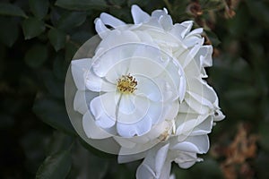 Rose type Schneeflocke in close-up in the public rosarium of Boskoop in the Netherlands