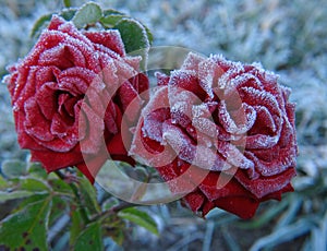 Rose under hoar-frost