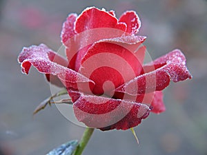 Rose under hoar-frost