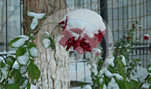 rose under the snow