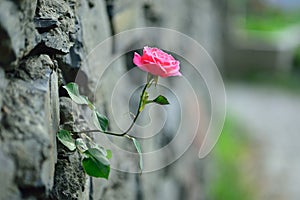 Rose up through the wall photo
