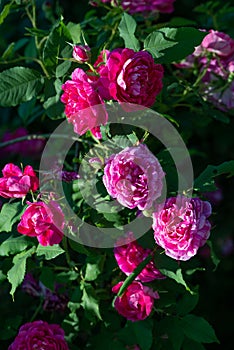 Rose variety Commandant Beaurpaire flowering in a garden photo