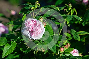 Rose variety Jacques Cartier flowering in a garden