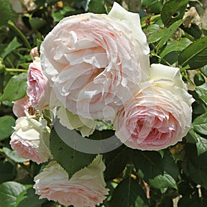 Rose of the variety 'Pierre de Ronsard'