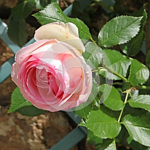 Rose of the variety 'Pierre de Ronsard'