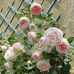 Rose of the variety 'Pierre de Ronsard'