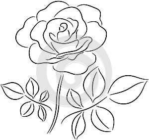 Rose Vector