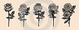 Rose vector lace by hand drawing.Rose lace art highly detailed in line art style