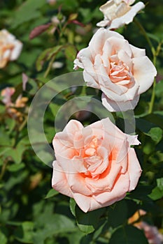 Rose Velika Gorica