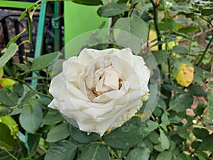 this rose is very beautiful