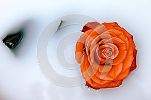 Red rose on a white delicate background