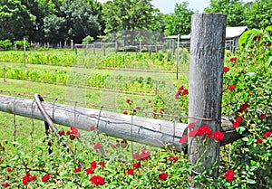 Rose vine by garden patch