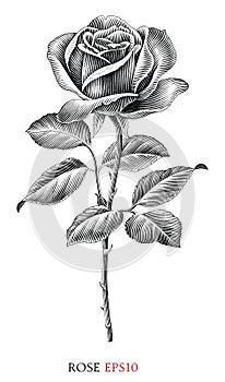 Rose vintage illustration black and white clip art