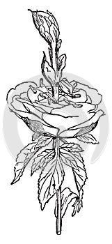 Rose vintage illustration photo