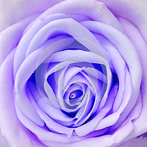 Rose violet Happy love fresh new day.