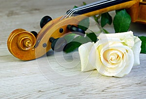 Rose and violin. Closeup.