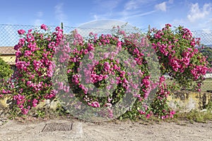 Rose wall near Porto Azzurro, Elba, Tuscany, Italy