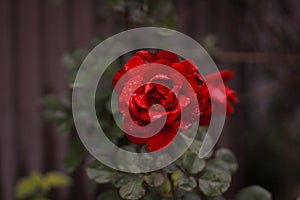 Rose with water drops