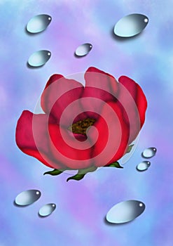 Rose and Water Drops (2014)