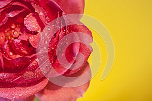 Rose and water drops  on a clear yellow background