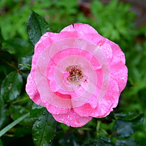 Rose and water drops in the garden in midsummer, in a sunny day. Green landscape. Background and water drops