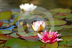 Rose water-lily