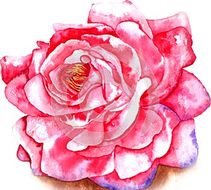 Rose watercolor