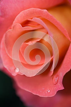 Rose and waterdrop macro