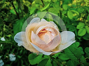 Rose with waterdrops