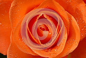 Rose with waterdrops